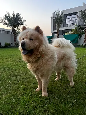 Chow Chow dog - 12 months - adoption