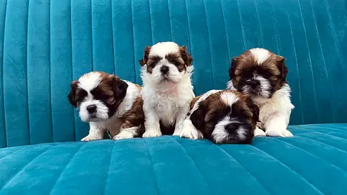 Shih tzu puppies