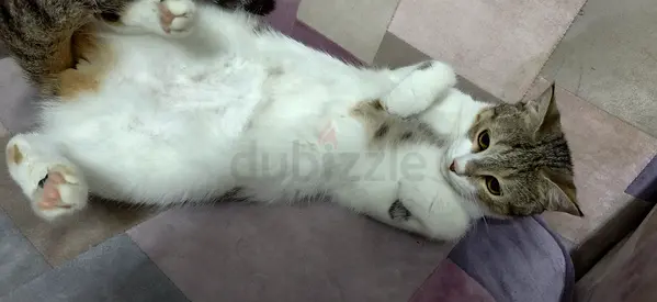 Friendly Young Female Cat - House Trained