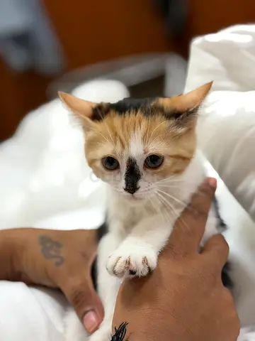 Kittens for adoption