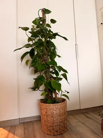 Tall Pothos (Epipremnum) in Woven Basket - Indoor Climbing Plant