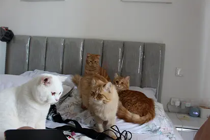 Pets for adoption