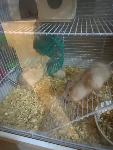 small hamsters with cage accessories, ready for rehoming