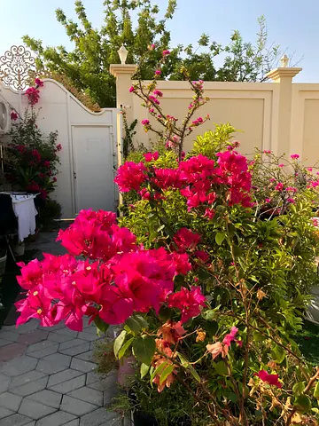 Plant for sale Limited time offer ( was 2000