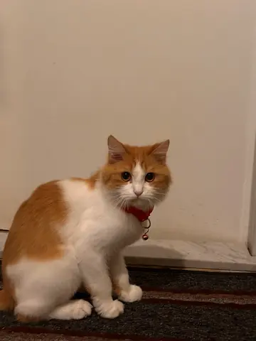 Cat for adoption