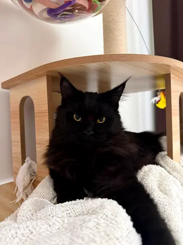 Black Mainecoon