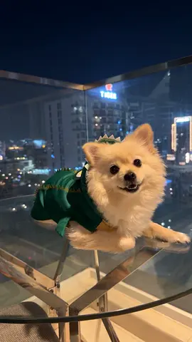 Beautiful Female Pomeranian Spitz – 3 Years Old – For Adoption