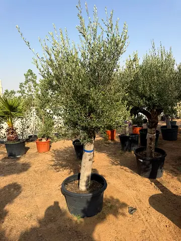 Potted Olive Tree (Mature) - Ready to Plant