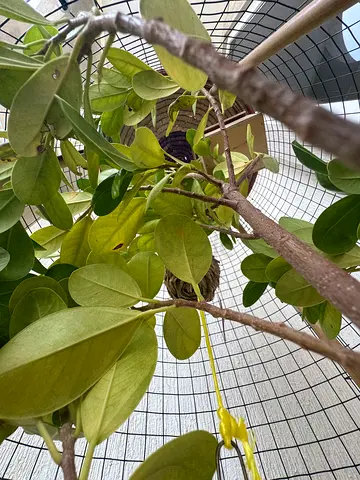 Pair of outdoor bird cages with hanges and feeding Comes with all accessories and a real tree.