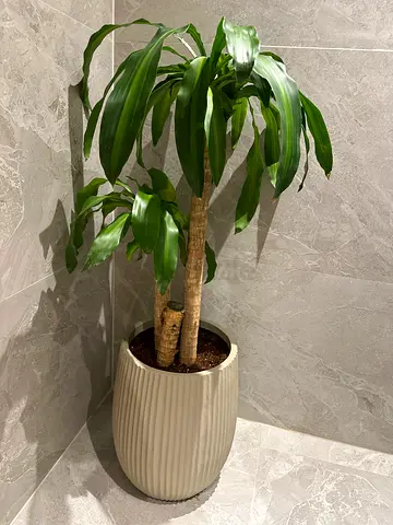Dracaena marginata (Dragon Tree) in large decorative pot - ready to place