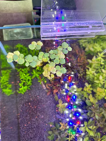 Red root floaters- Abudhabi