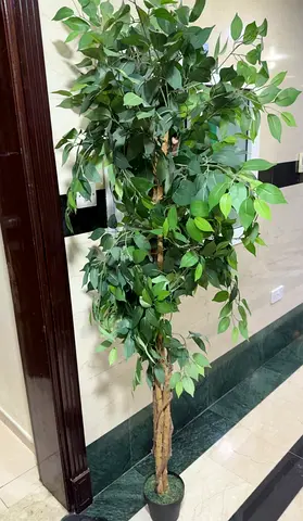 Plants