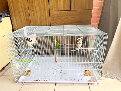 Birds cage