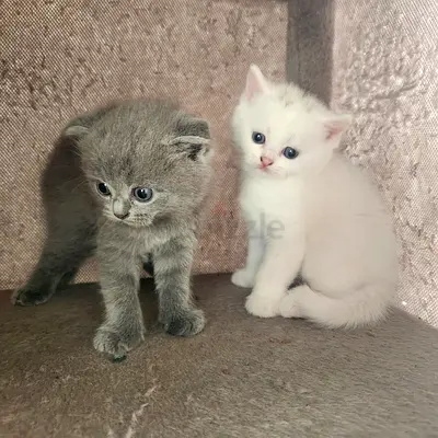 Two playful Scottish kittens - 6 weeks old, friendly (white & grey)