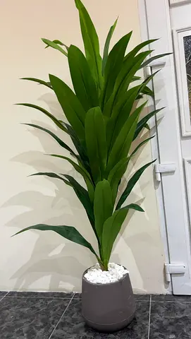 Plant
