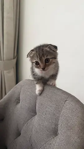 6 Baby kittens for FREE adoption