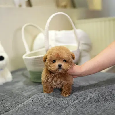 Teacup maltipoo puppy — very friendly and playful