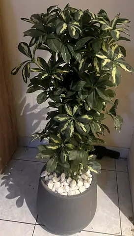 Plant