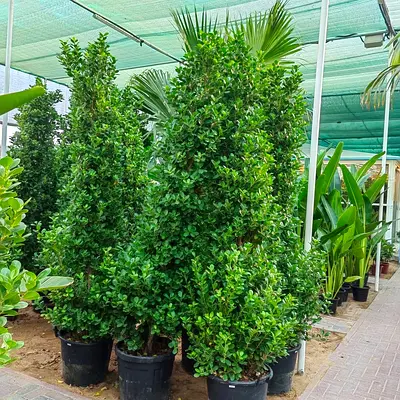 I’m selling plants in doors and outdoor doors home delivery free