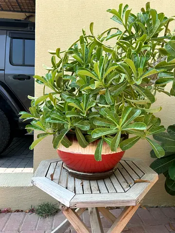 Desert rose plant + pot