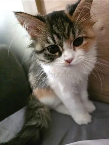 6-Month-Old Persian Female Kitten Looking for a Loving Home 🐱❤️