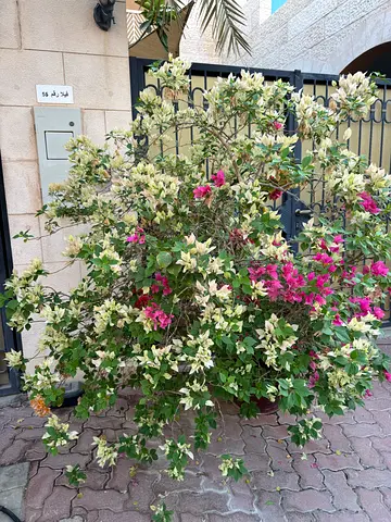 Plant