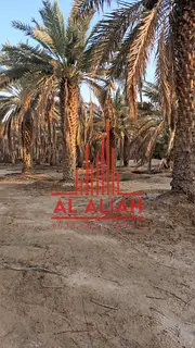 Agricultural Farm for Sale | 650 Date Palms |