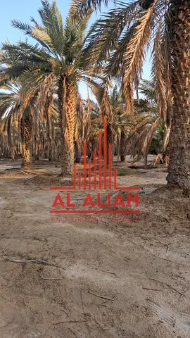 Agricultural Farm for Sale | 650 Date Palms |
