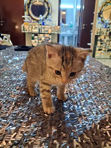 Domestic short hair kitten for free adoption