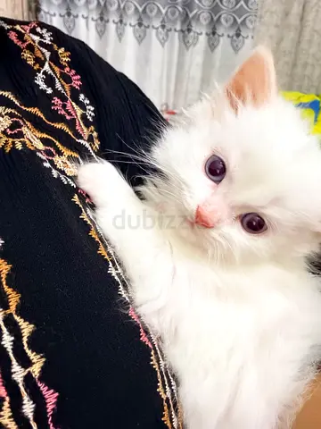 White fluffy female kitten - playful and friendly