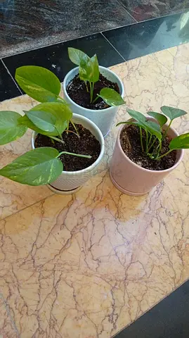 Three healthy money plants in pots - ready to grow