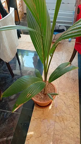 Potted Coconut Palm Plant