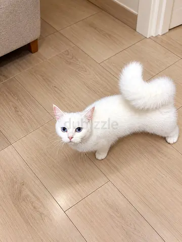 White British Shorthair Kitten with Blue Eyes — 4 Months, Friendly