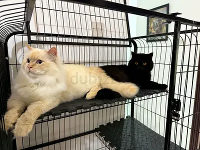 Cat for Free Adoption