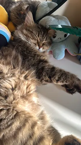 Cat for adoption