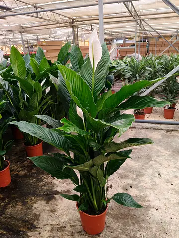 110cm Peace Lily Plant – Large Indoor Air-Purifying Plant