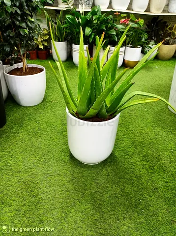 Aloe Vera Plant in Ceramic Pot - Healthy Indoor Greenery