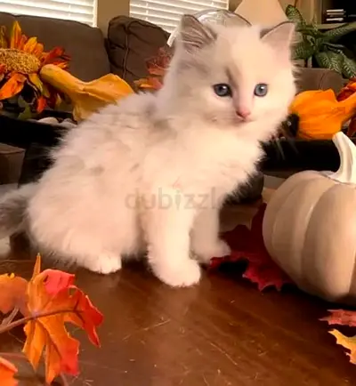 Ragdoll kittens