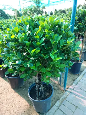 Potted Ficus Bonsai-Style Round Topiary (Ready to Place)