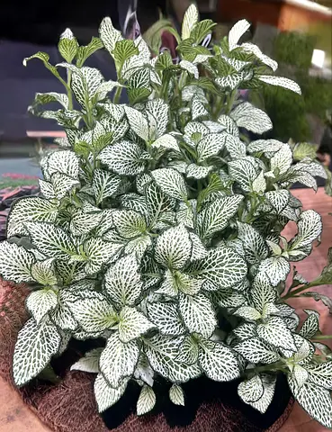 🌿 Healthy Bushy Fittonia / Nerve Plant for Sale