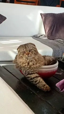 Friendly long-haired cat looking for a new home