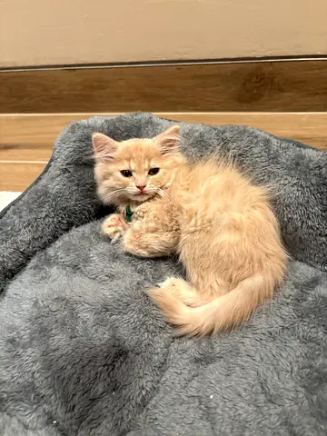 Kitten