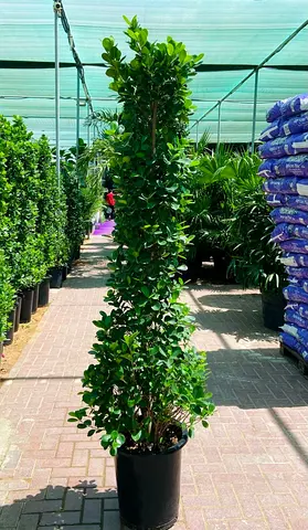 Ficus Panda (Cone Shaped) 200cm - 220cm (Pot: 30L)