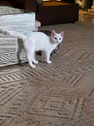 Kitten
