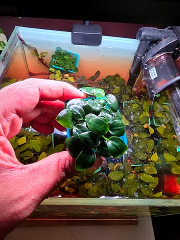 Anubias nana petite