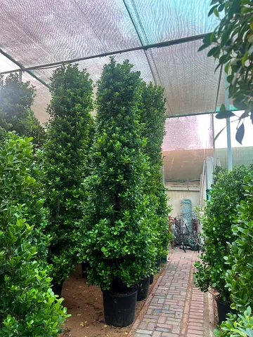 Ficus Panda (Cone Shaped) 400cm - 420cm (Pot: 120L)
