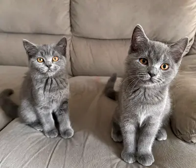 Adorable British Shorthair Kittens