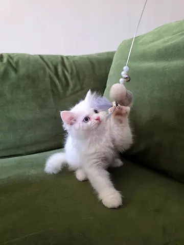 Adorable Himalayan Kittens Friendly 1 Male, Ready for adoption and love