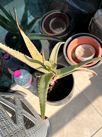 Aloe Vera Plant in Pot - Healthy Indoor Succulent