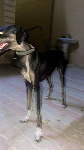 An Arabian Saluki female dog.